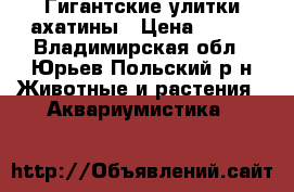 Гигантские улитки ахатины › Цена ­ 100 - Владимирская обл., Юрьев-Польский р-н Животные и растения » Аквариумистика   